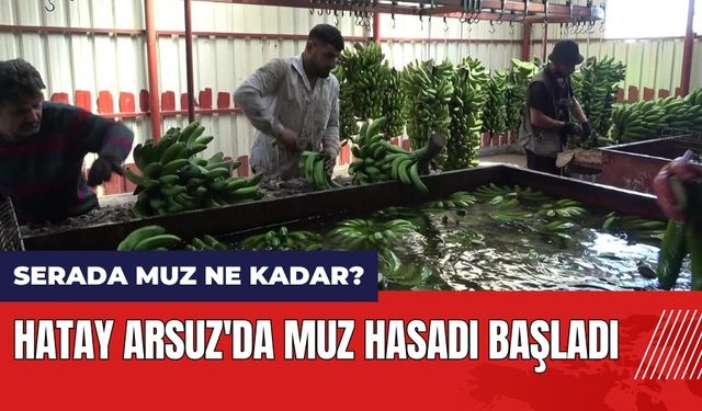 Hatay Arsuz'da muz hasadı başladı! Serada muz ne kadar?