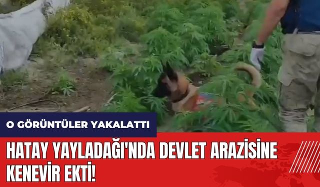 Hatay Yayladağı'nda devlet arazisine kenevir ekti! O görüntüler yakalattı