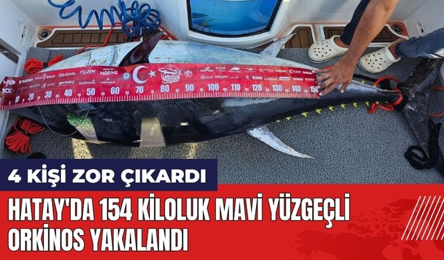 Hatay'da 154 kiloluk mavi yüzgeçli orkinos yakalandı