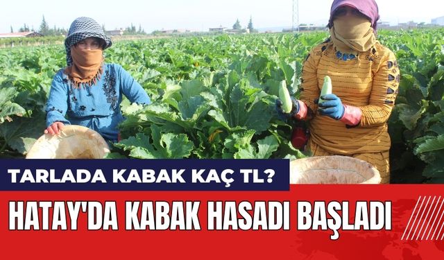 Hatay'da kabak hasadı başladı! Tarlada kabak kaç TL?