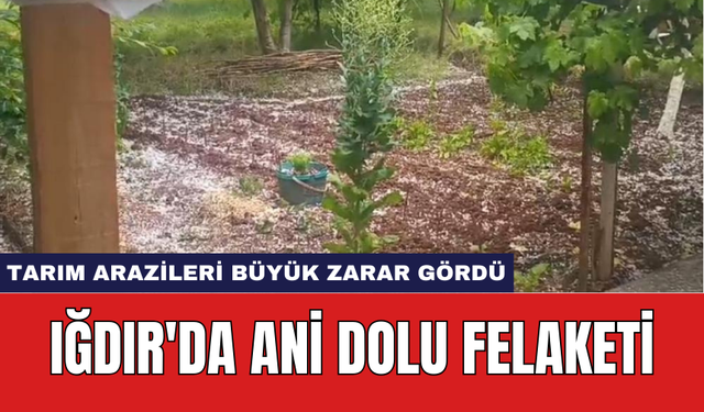 Iğdır'da ani dolu felaketi: Tarım arazileri büyük zarar gördü