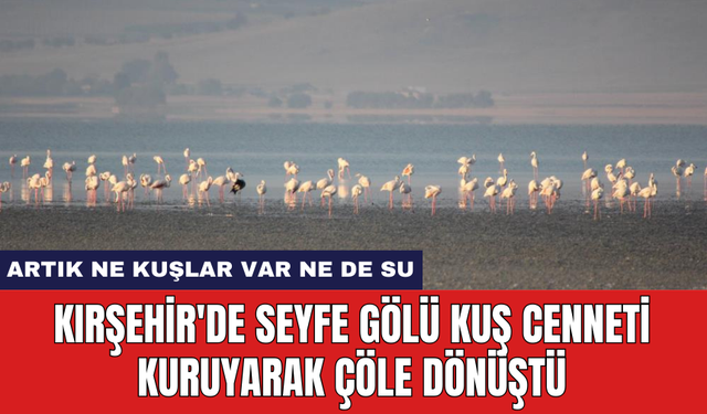 Kırşehir'de Seyfe Gölü Kuş Cenneti kuruyarak çöle dönüştü