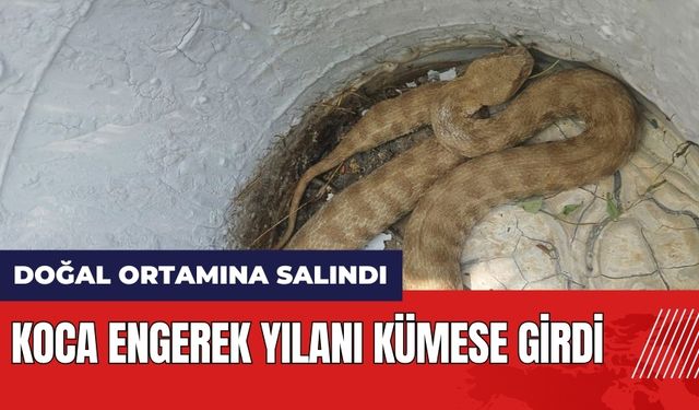 Koca engerek kümese girdi! Doğal ortamına salındı