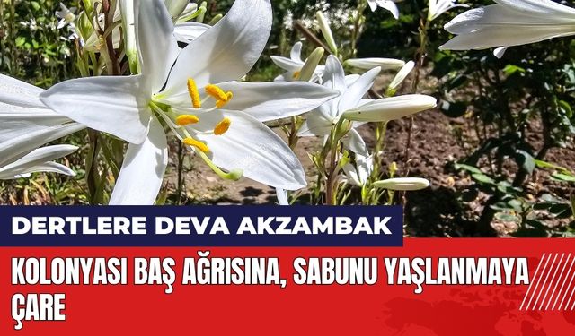 Kolonyası baş ağrısına sabunu yaşlanmaya çare!