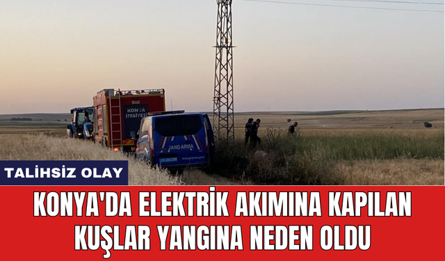 Konya'da elektrik akımına kapılan kuşlar yangına neden oldu