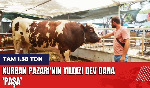 Kurban Pazarı'nın yıldızı dev dana 'Paşa'