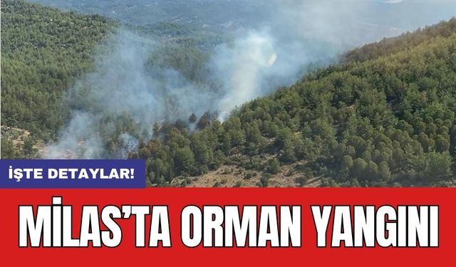 Milas’ta orman yangını