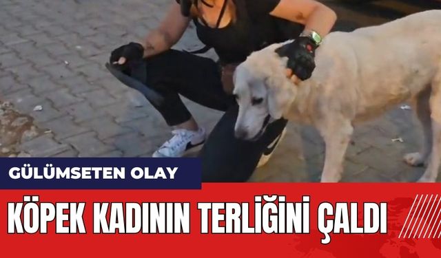 Muğla Milas'ta köpek kadının terliğini çaldı