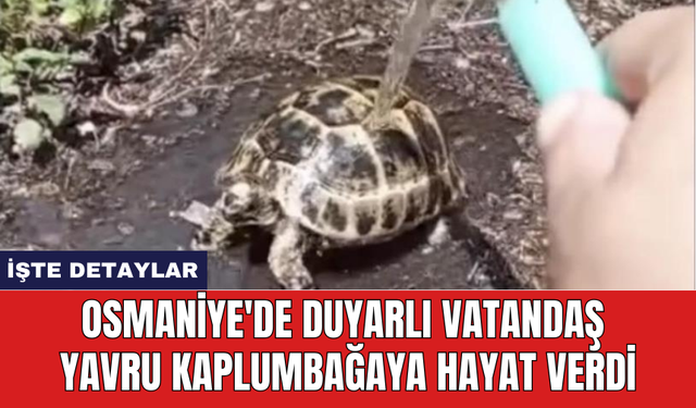 Osmaniye'de duyarlı vatandaş yavru kaplumbağaya hayat verdi