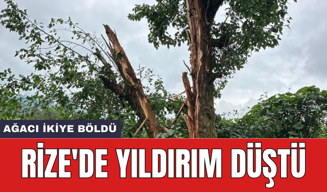 Rize'de yıldırım düştü: Ağacı ikiye böldü