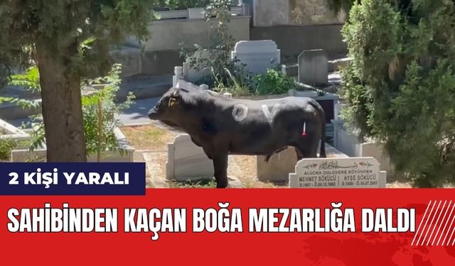 Sahibinden kaçan boğa mezarlığa daldı: 2 yaralı