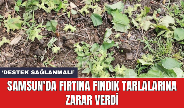 Samsun'da fırtına fındık tarlalarına zarar verdi