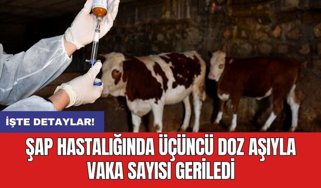 Şap hastalığında üçüncü doz aşıyla vaka sayısı geriledi