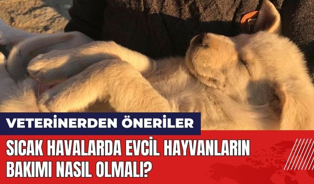 Sıcak havalarda evcil hayvanların bakımı nasıl olmalı?