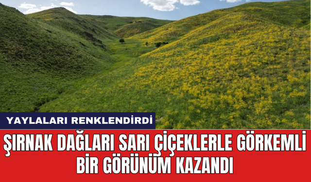 Şırnak dağları sarı çiçeklerle görkemli bir görünüm kazandı