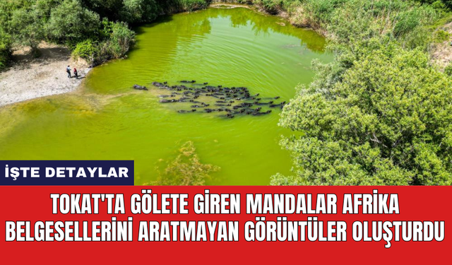 Tokat'ta gölete giren mandalar Afrika belgesellerini aratmayan görüntüler oluşturdu