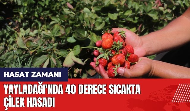 Yayladağı'nda 40 derece sıcakta çilek hasadı