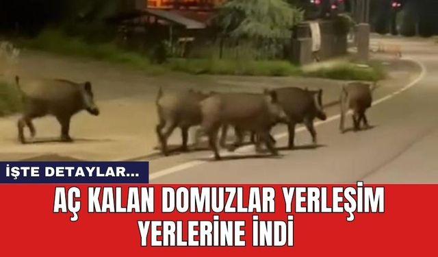 Aç kalan domuzlar yerleşim yerlerine indi