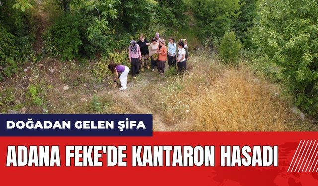 Adana Feke'de kantaron hasadı