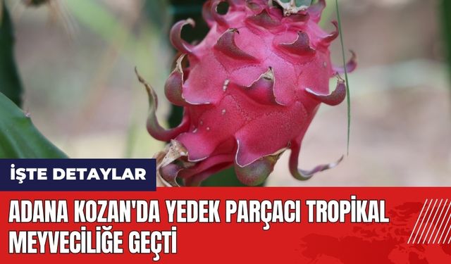 Adana Kozan'da yedek parçacı tropikal meyveciliğe geçti