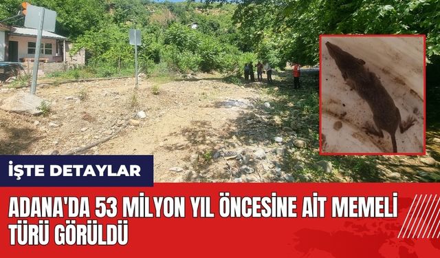 Adana'da 53 milyon yıl öncesine ait memeli türü görüldü