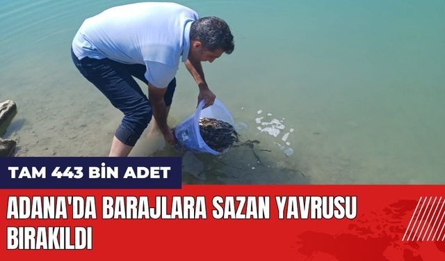 Adana'da barajlara 443 bin sazan yavrusu bırakıldı