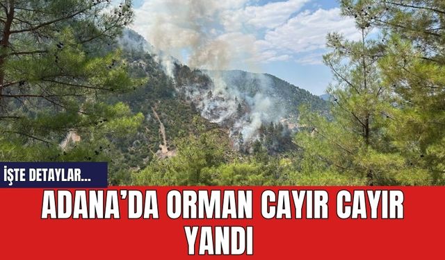 Adana’da orman cayır cayır yandı