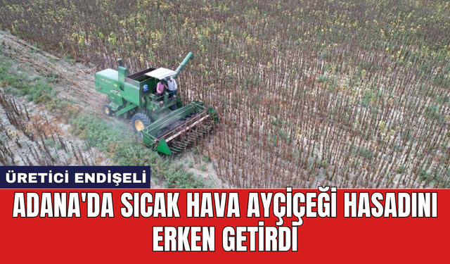 Adana'da sıcak hava ayçiçeği hasadını erken getirdi