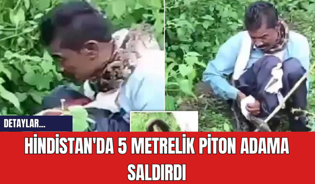 Hindistan'da 5 Metrelik Piton Adama Saldırdı