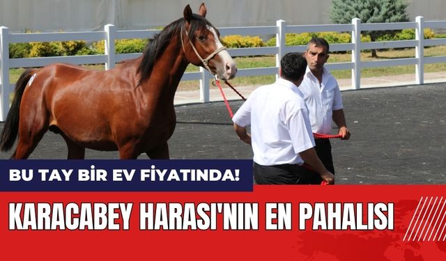 Bu tay bir ev fiyatında! Karacabey Harası'nın en pahalısı