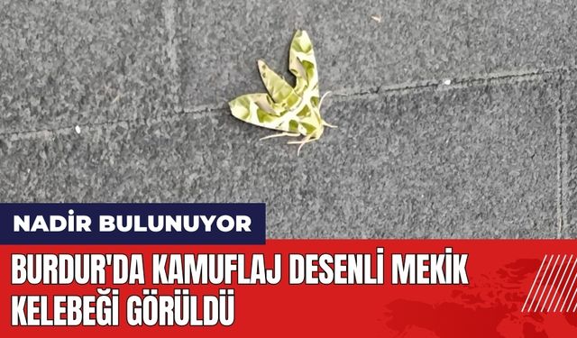 Burdur'da kamuflaj desenli mekik kelebeği görüldü