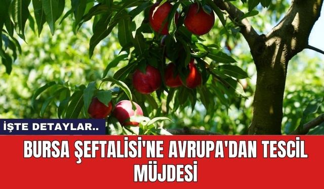 Bursa Şeftalisi'ne Avrupa'dan tescil müjdesi