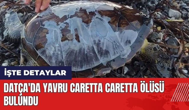 Datça'da yavru Caretta Caretta öl*sü bulundu