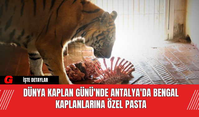 Dünya Kaplan Günü'nde Antalya'da Bengal Kaplanlarına Özel Pasta