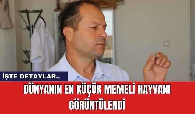 Dünyanın en küçük memeli hayvanı görüntülendi