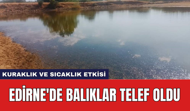 Edirne'de balıklar telef oldu