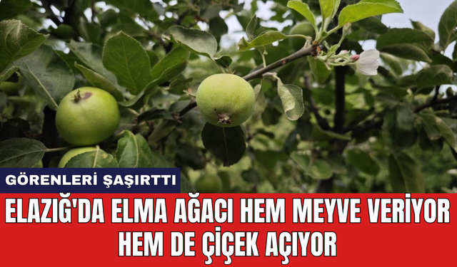 Elazığ'da elma ağacı hem meyve veriyor hem de çiçek açıyor