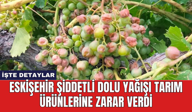 Eskişehir şiddetli dolu yağışı tarım ürünlerine zarar verdi