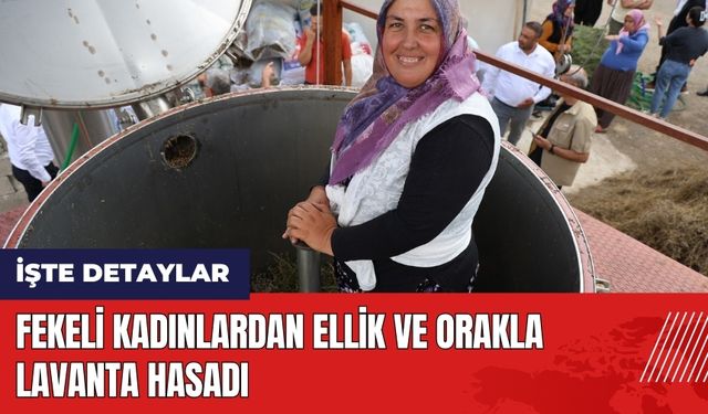 Fekeli kadınlardan orakla lavanta hasadı