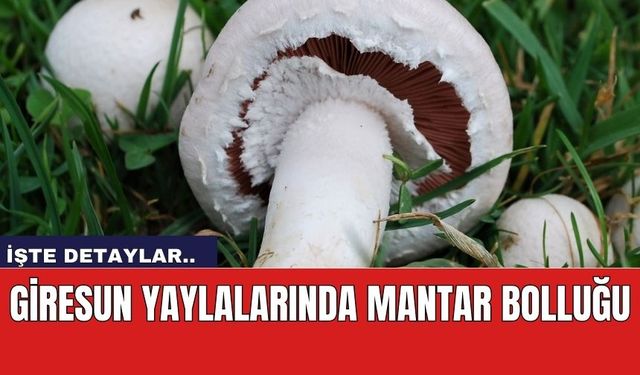 Giresun Yaylalarında Mantar Bolluğu