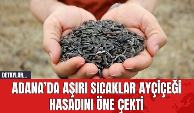 Adana’da Aşırı Sıcaklar Ayçiçeği Hasadını Öne Çekti