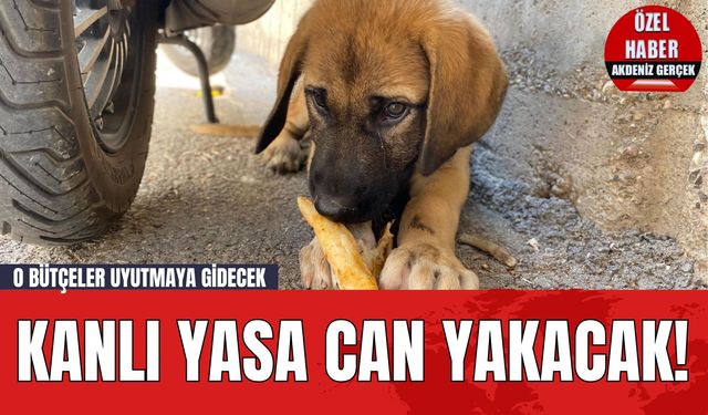 Kanlı Yasa Can Yakacak! O Bütçeler Uyutmaya Gidecek