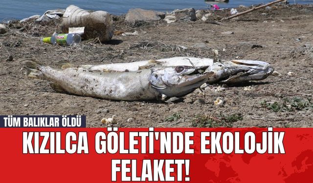 Kızılca Göleti'nde Ekolojik Felaket! Tüm Balıklar Öldü