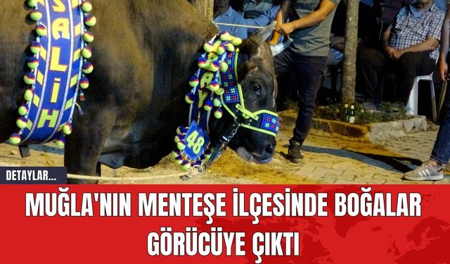 Muğla'nın Menteşe İlçesinde Boğalar Görücüye Çıktı