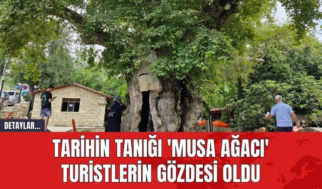 Tarihin Tanığı 'Musa Ağacı' Turistlerin Gözdesi Oldu