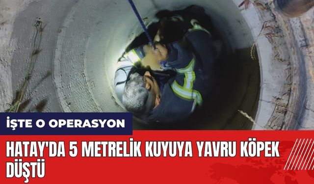 Hatay'da 5 metrelik kuyuya yavru köpek düştü