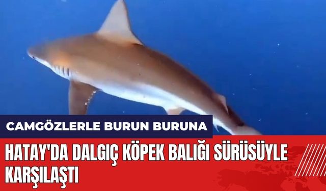 Hatay'da dalgıç köpek balığı sürüsüyle karşılaştı