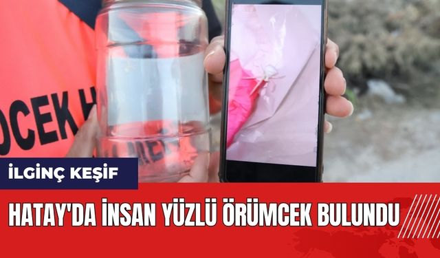 Hatay'da insan yüzlü örümcek bulundu