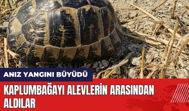 Hatay'da alevlerin arasında kalan kaplumbağayı böyle kurtardılar