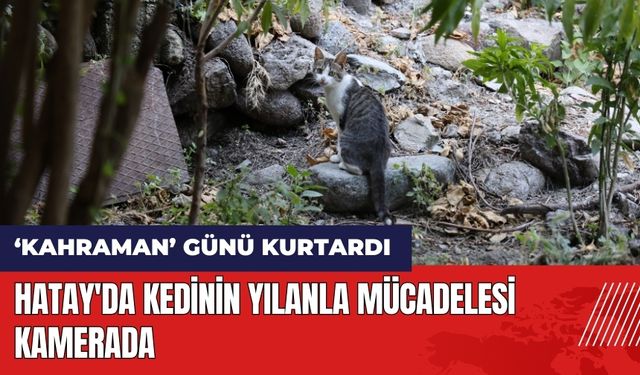 Hatay'da kedinin yılanla mücadelesi kamerada